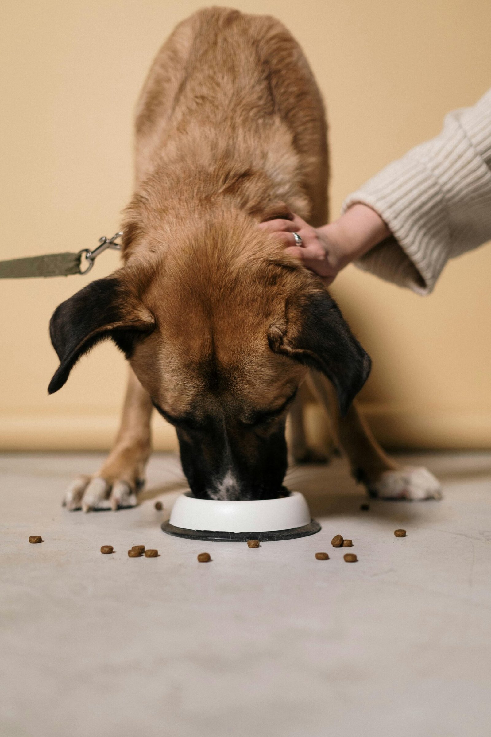 Beste voeding voor honden en katten