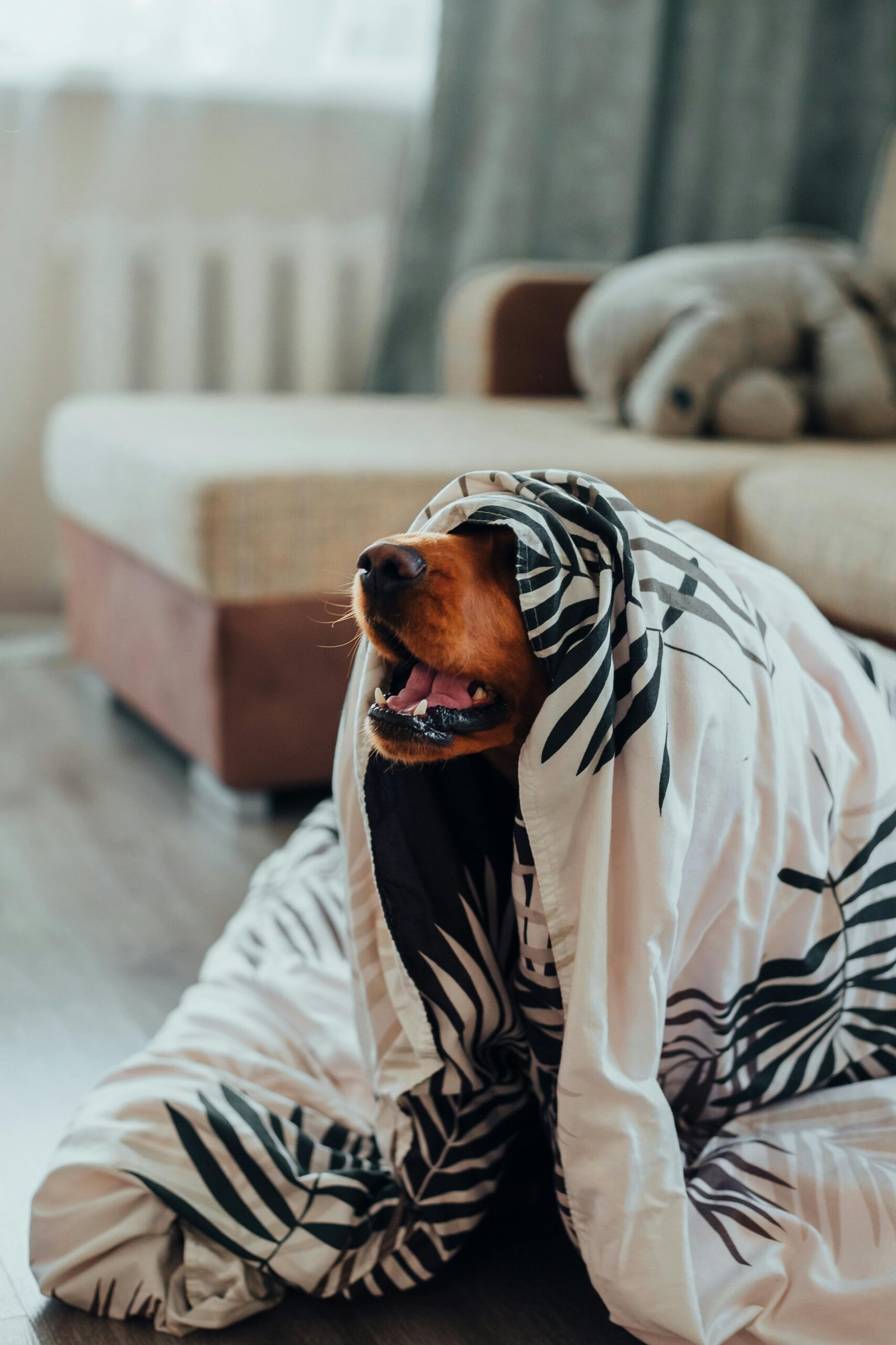 Verzeker je hond en bespaar bij Furzeker.nl