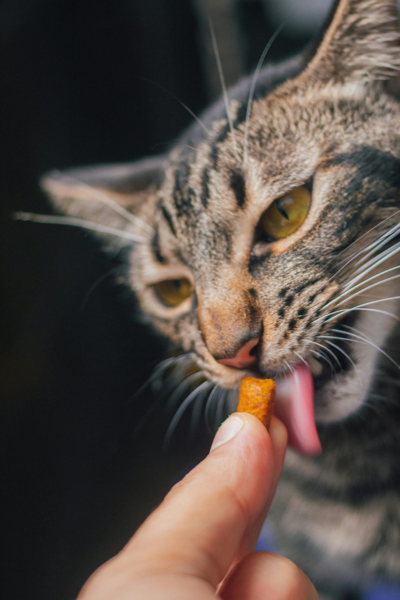 Beste kattenverzekering