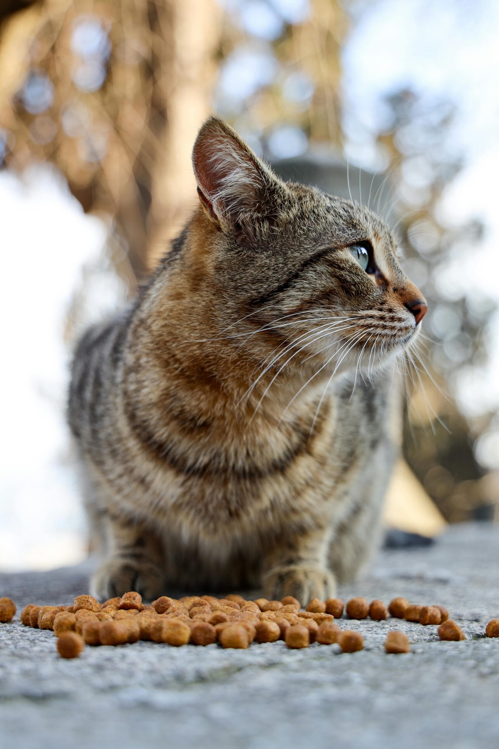 Vind de goedkoopste kattenverzekering