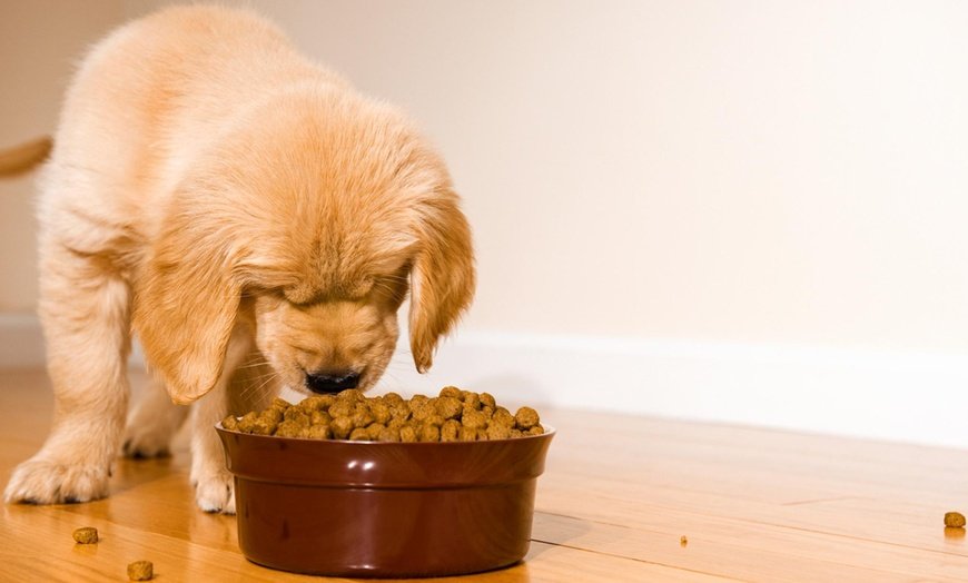 Voedingtips voor je hond